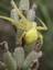 Araignée crabe jaune (Misumena vatia)