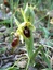 Ophrys araignée ?