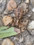 Qui a peur des araignées ... "Zoro" est arrivé !