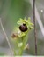 Ophrys de mars ( araignée )