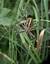 Argiope fasciée (Araignée frelon)