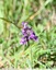 Orchis morio