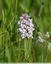 Orchis lacté