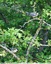 Mésange charbonnière