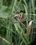Argiope fasciée (Araignée frelon)