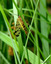 Mouche-scorpion