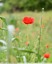 Coquelicots &#127801;