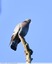 Pigeon colombin Mâle et femelle