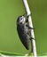 Capnodis tenebrionis noir et blanc