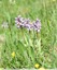 Orchis lacté