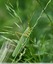 &#129431; Grande sauterelle verte