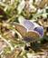 L'Azuré de la bugrane (Polyommatus icarus)