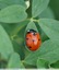 Coccinelle à sept points