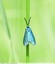 Zygène turquoise