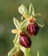 Ophrys araignée