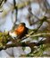 Rouge-gorge familier ( Erithacus rubecula )