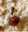 la coccinelle et la fourmi