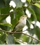 Pouillot de bonelli