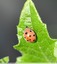 Coccinelle de la bryone&#128030;