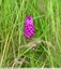 Orchis pyramidal