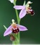 l'Ophrys abeille ( Ophrys opifera )