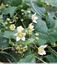 Plante de la bryone ( Bryona dioica,bryania cretica )