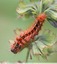 Chenille de le noctuelle de la patience