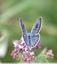 Azuré du serpolet