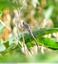 Othetrum brun femelle ?