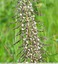 Orchis bouc