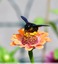 Abeille charpentière &#128029;
