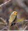 Rouge-gorge familier ( Erthacus rubecula )