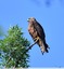 Buse variable