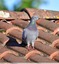 Pigeon biset