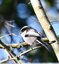 Mésange à longue queue ( Aegithalos caudatus )