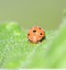 Coccinelle de la bryone