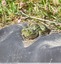 Grenouilles vertes&#128056;