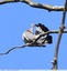 Pigeon ramier