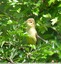 Hypolaïs polyglotte