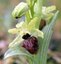 Orchidée Araignée