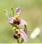 Ophrys abeille ( Ophrys opifera )