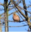 Pinsons des arbres