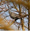 Pigeon colombin