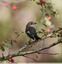 Gobemouche noir male