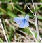 Argus bleu ou Azruré commun