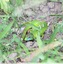 Lézard vert occidental&#129422;