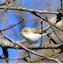 Pouillot de bonelli