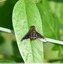 Bombyle noir (Hemipenthes velutina