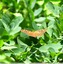 Tabac d'Espagne&#129419;