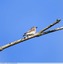 Gobe-mouche gris